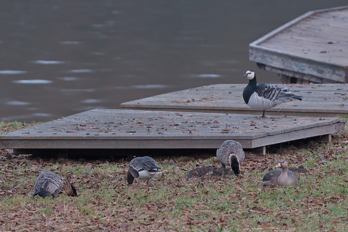 Lesser White-fronted Goose - ML646533367