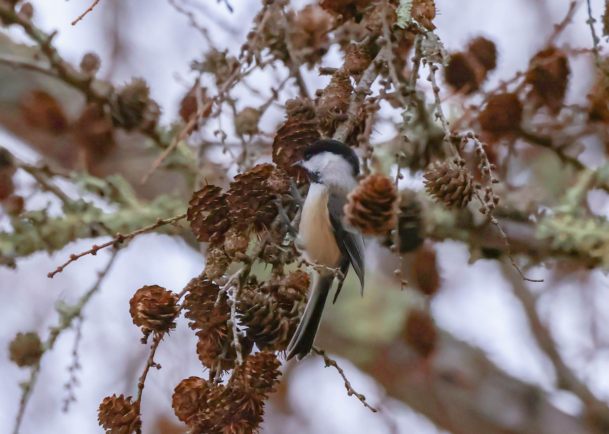 Mésange à tête noire - ML646533368