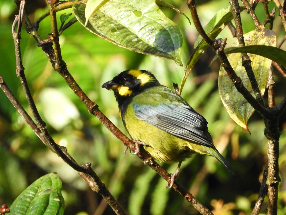 Gold-ringed Tanager - ML646533373