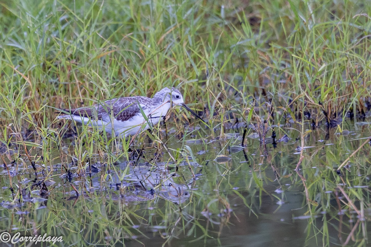 Bataklık Düdükçünü - ML646533375