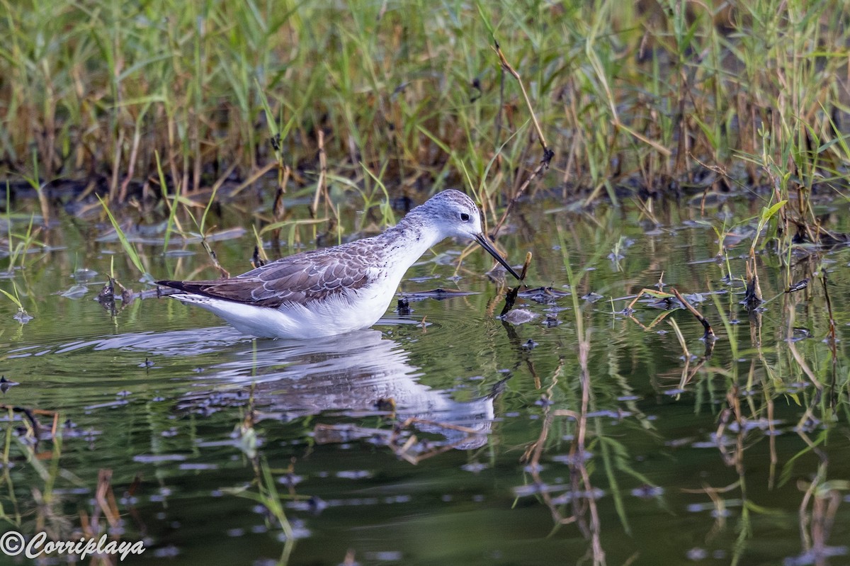 Bataklık Düdükçünü - ML646533376