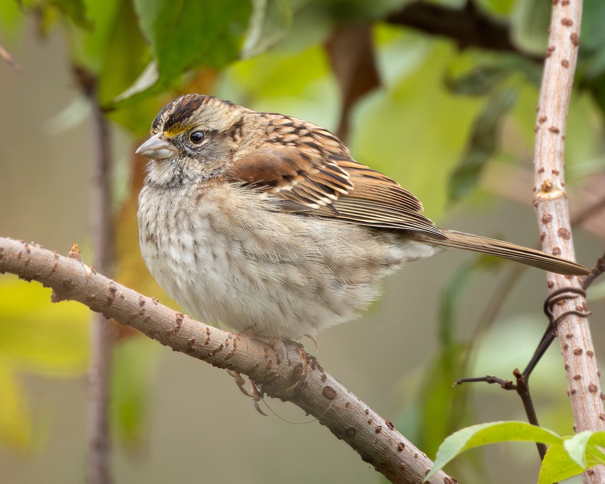 White-throated Sparrow - ML646533378