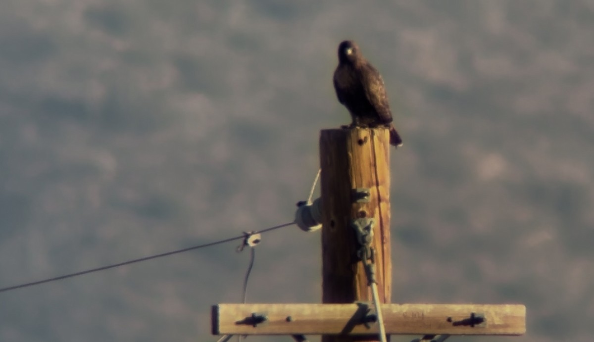 アカオノスリ - ML646533380