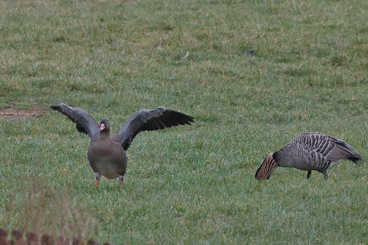 Greater White-fronted Goose - ML646533385