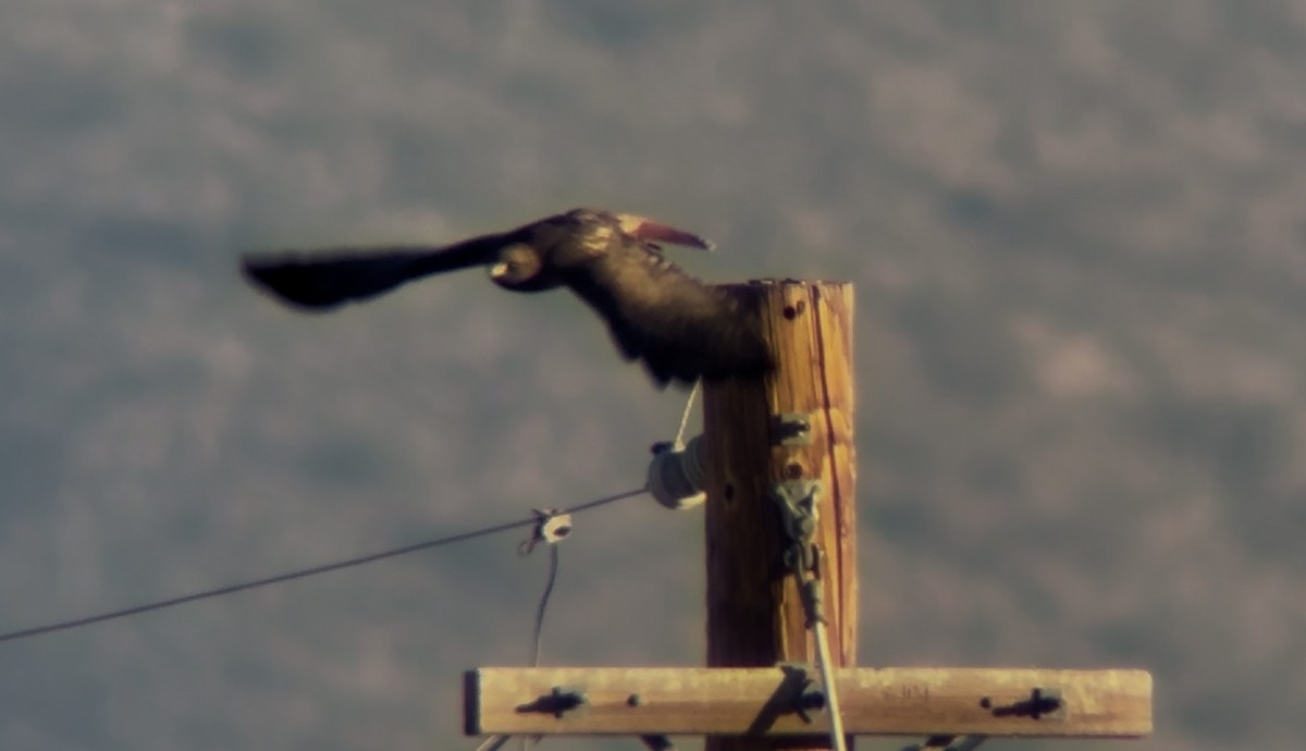 アカオノスリ - ML646533386