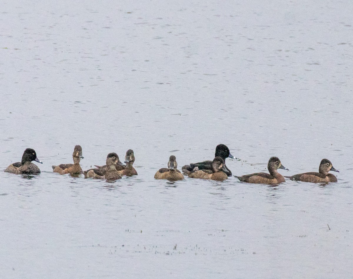 Ring-necked Duck - ML646533389