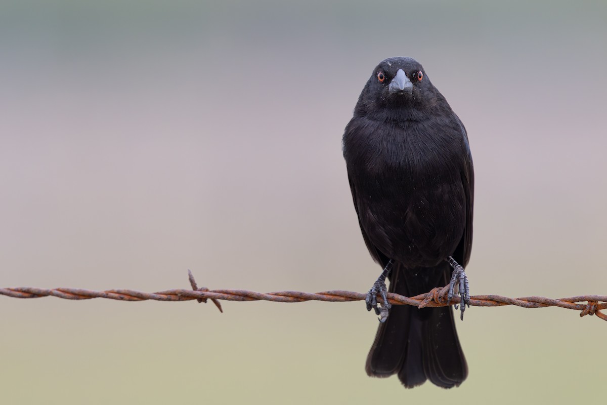 Bronzed Cowbird - ML646533390