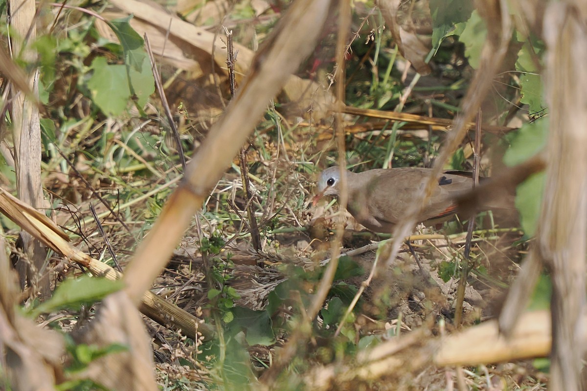 アオフバト - ML646533391