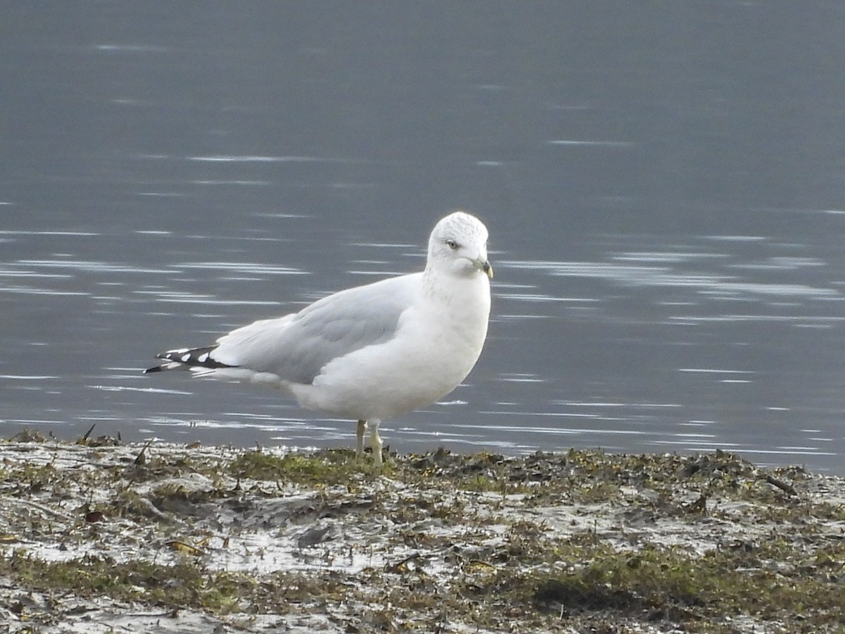 Ring-billed Gull - ML646533404