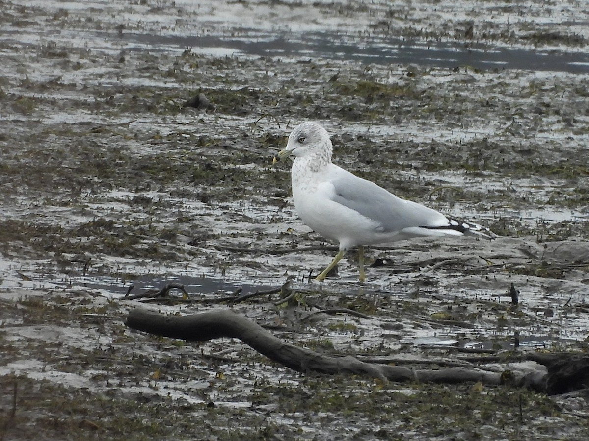 Ring-billed Gull - ML646533405