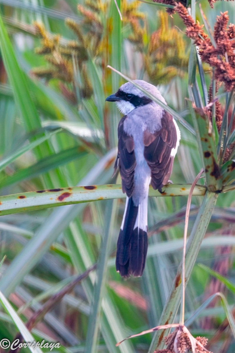 Gri Sırtlı Fiskal - ML646533406