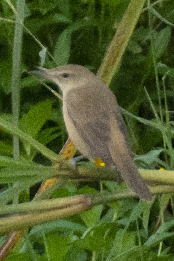 チュウヨシキリ - ML646533407