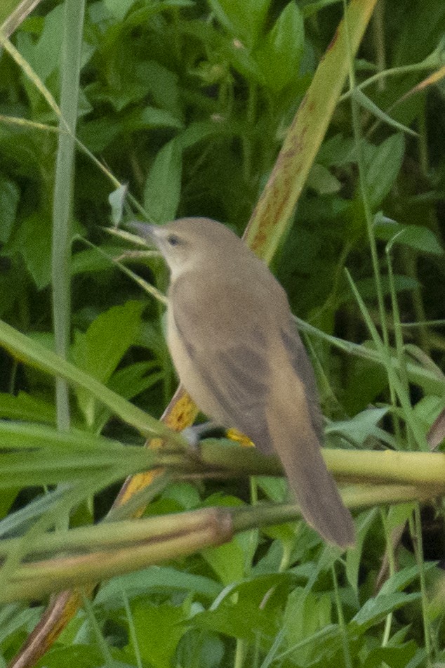 チュウヨシキリ - ML646533408