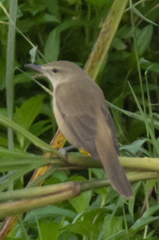 チュウヨシキリ - ML646533409