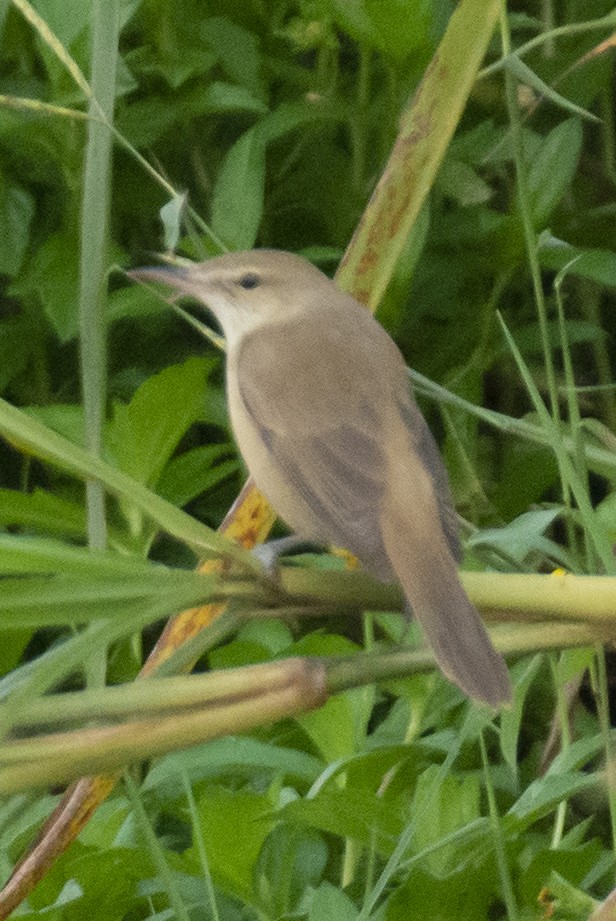 チュウヨシキリ - ML646533410