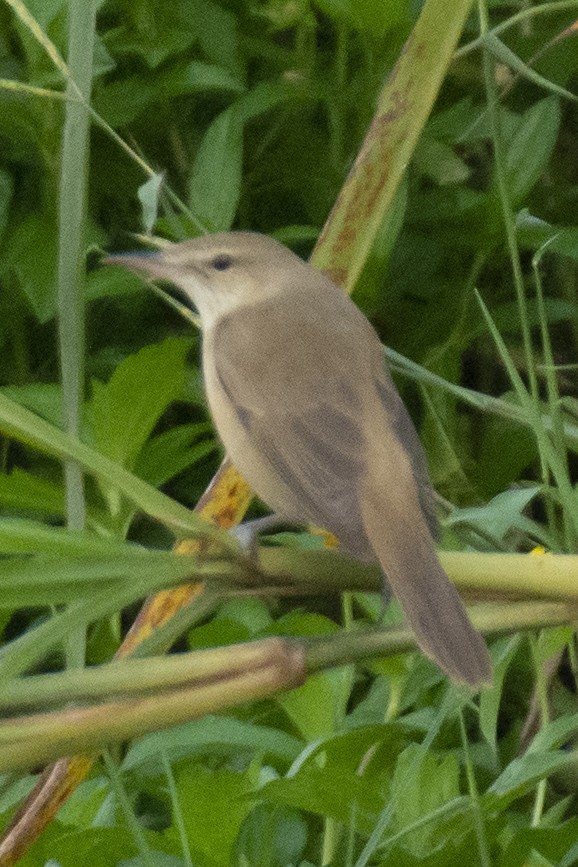 チュウヨシキリ - ML646533411