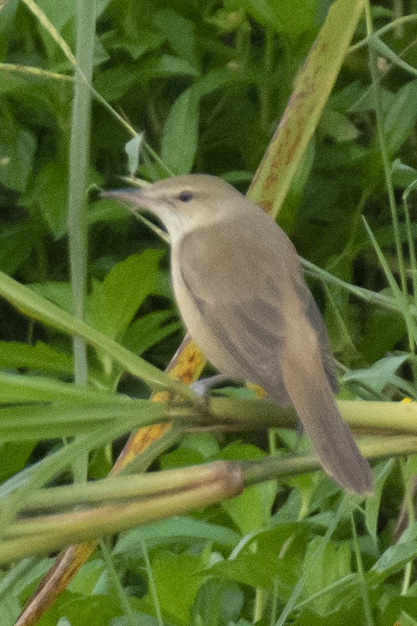 チュウヨシキリ - ML646533412