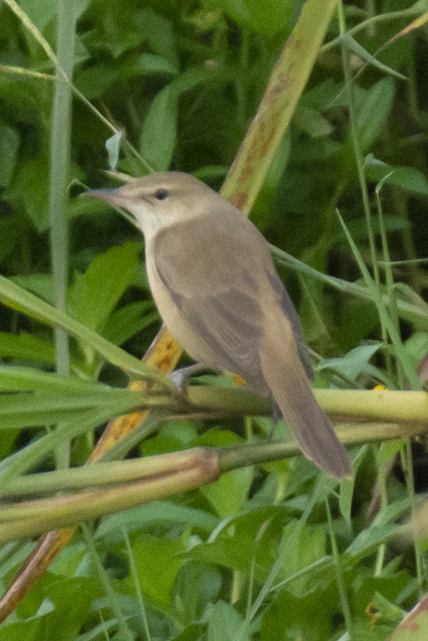 チュウヨシキリ - ML646533413