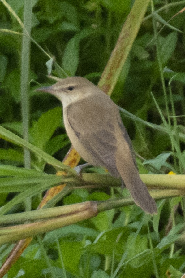 チュウヨシキリ - ML646533414