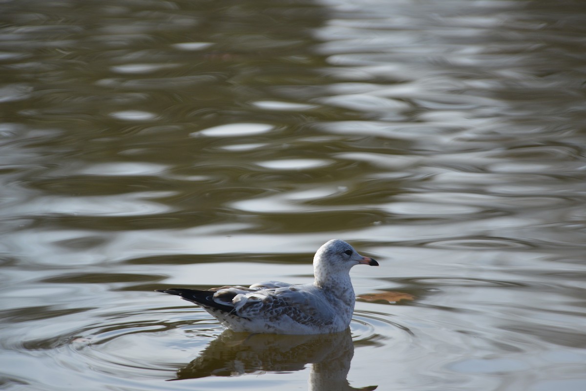 ringnebbmåke - ML646533421