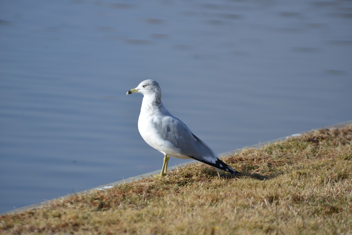 ringnebbmåke - ML646533422