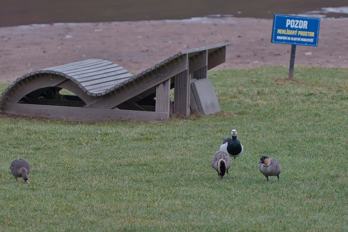 Barnacle Goose - ML646533424