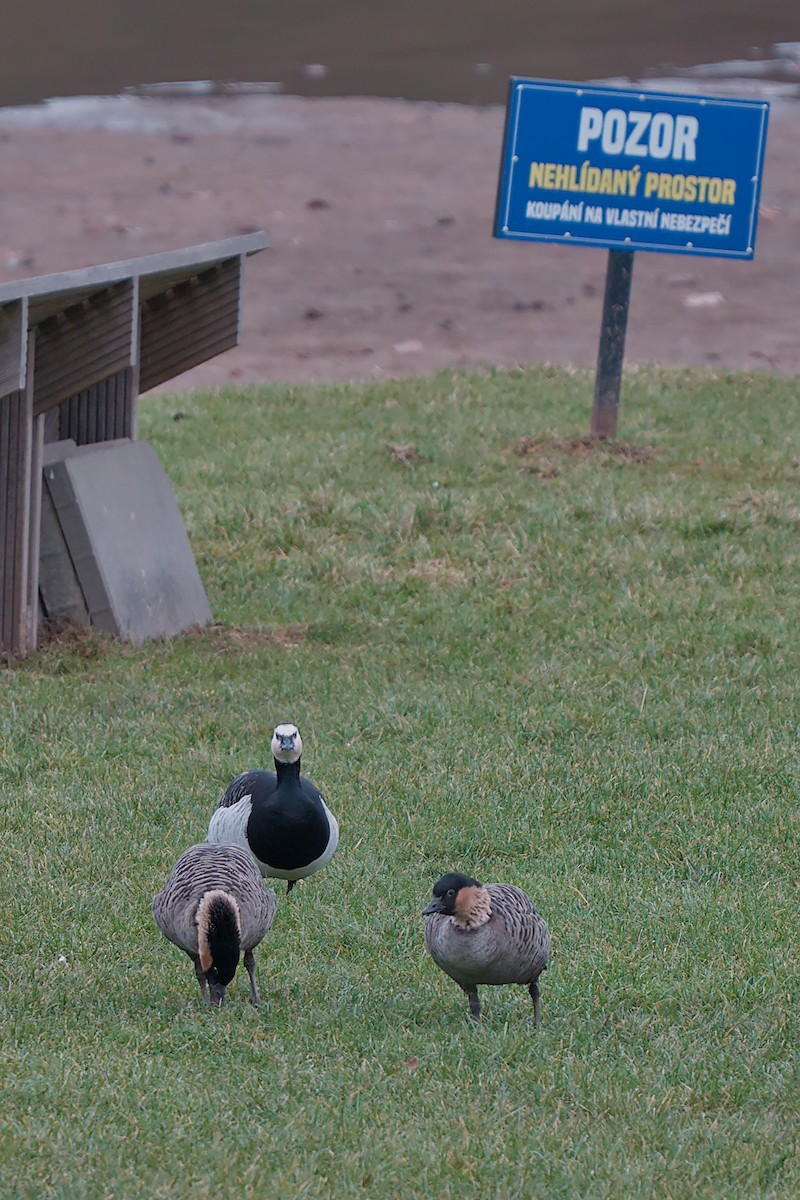 Barnacle Goose - ML646533425