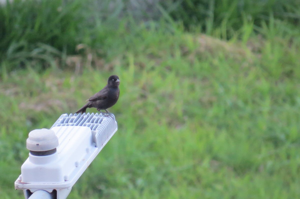 Блестящий трупиал - ML646533429