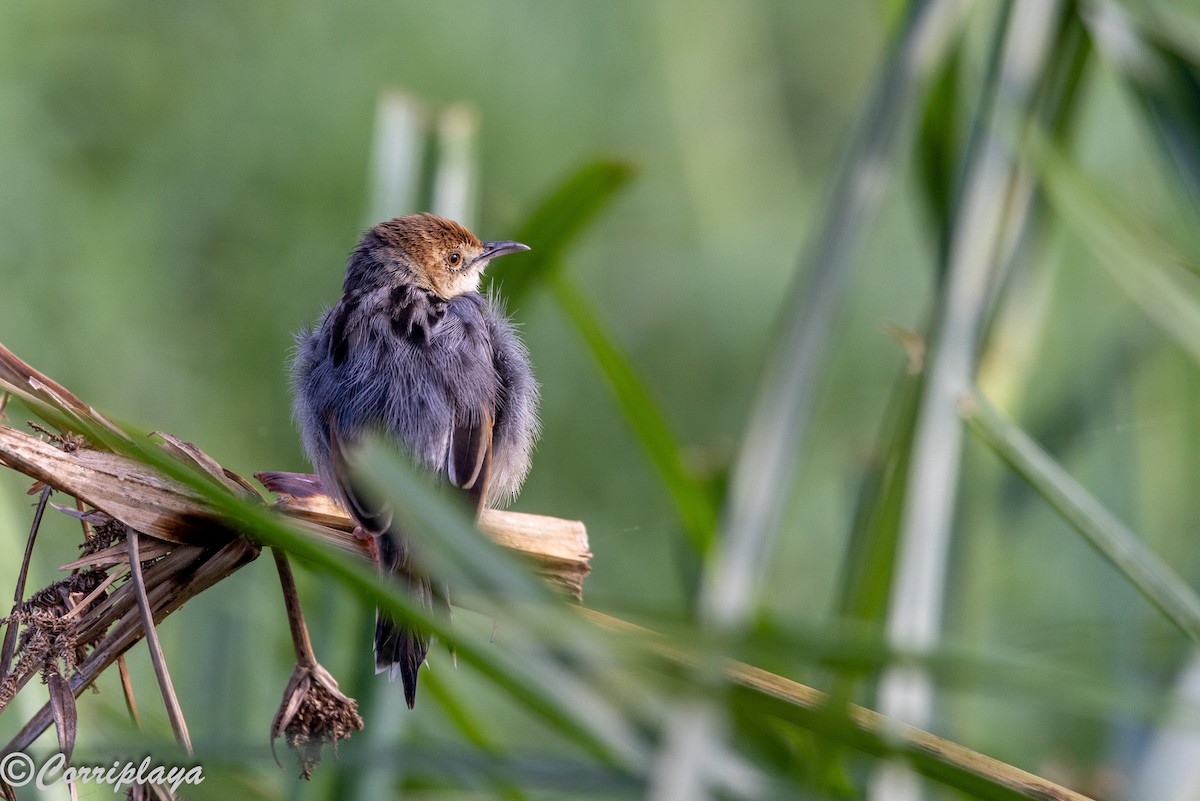 Çıkrıkçı Yelpazekuyruk - ML646533430