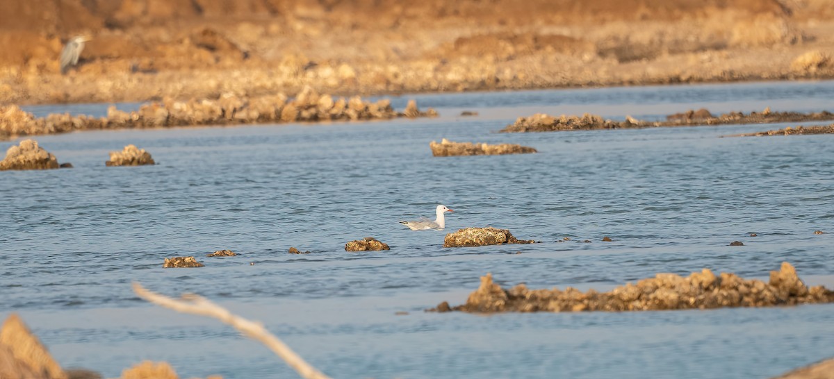 Морской голубок - ML646533441
