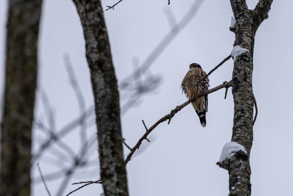 dvergfalk - ML646533444