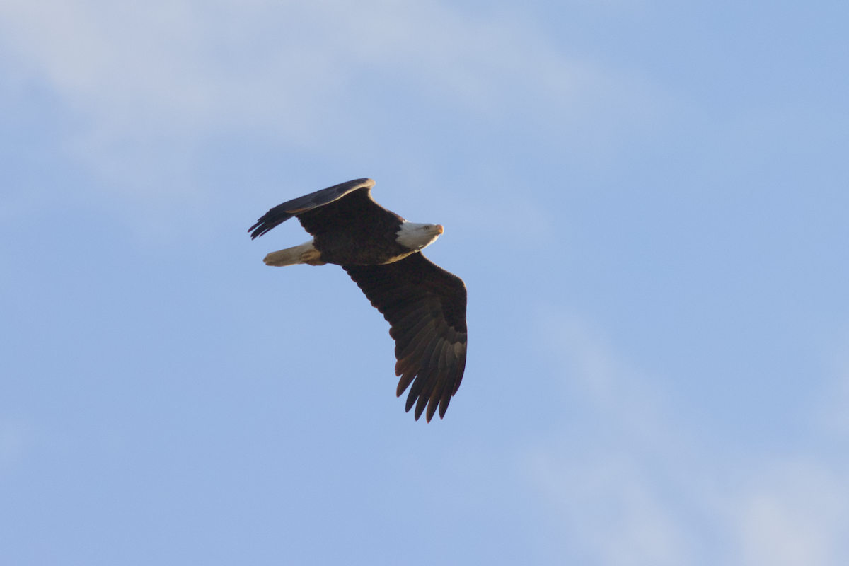 ハクトウワシ - ML646533445