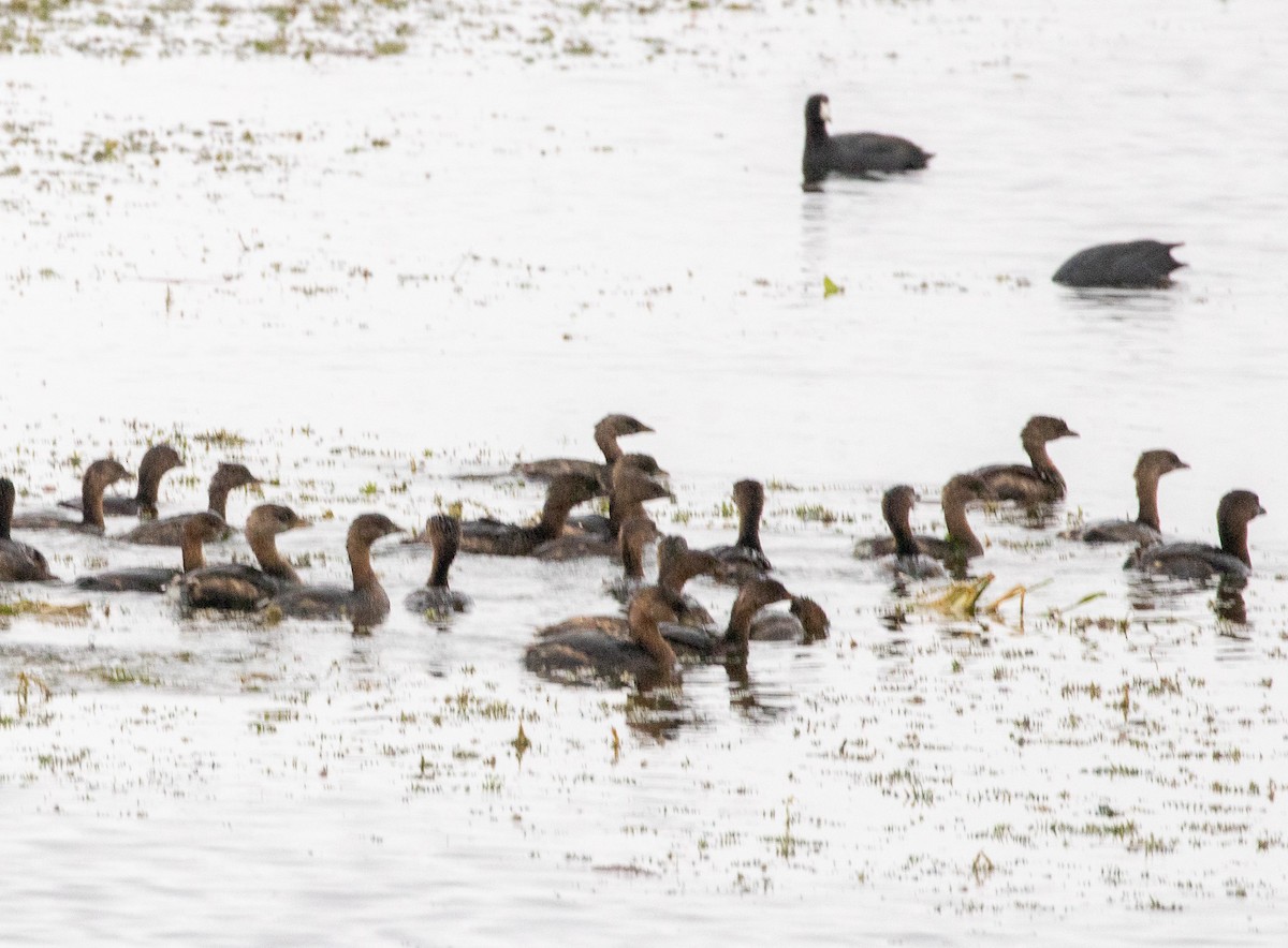 Pied-billed Grebe - ML646533451