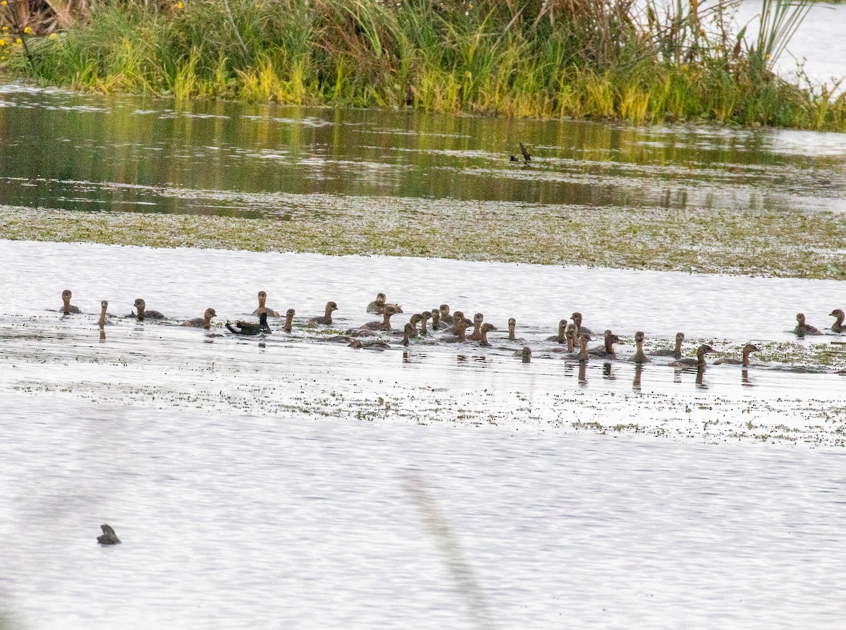 Pied-billed Grebe - ML646533452