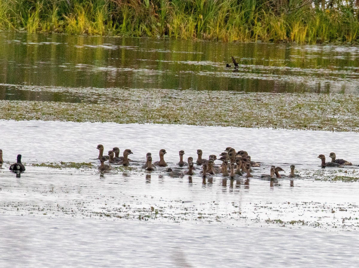Pied-billed Grebe - ML646533453