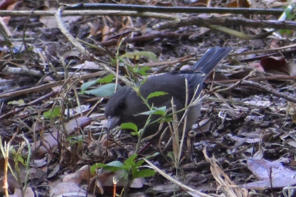 Dark-eyed Junco - ML646533454