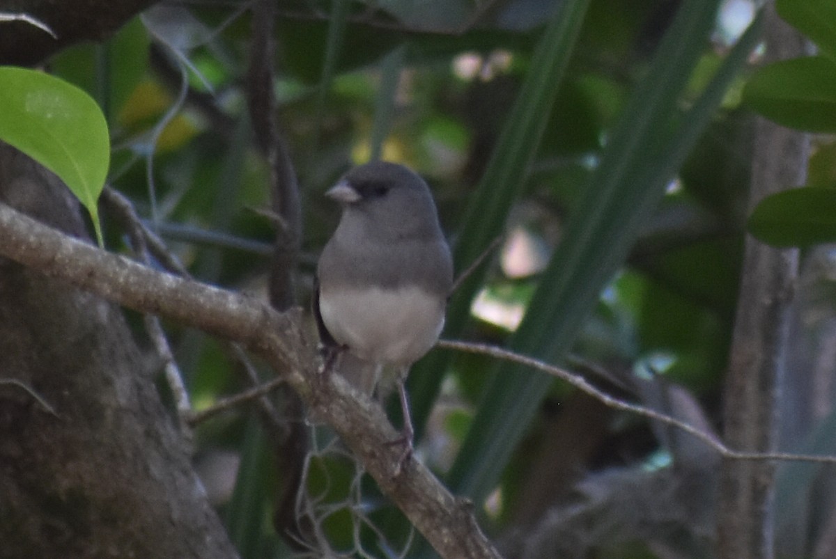 Dark-eyed Junco - ML646533455