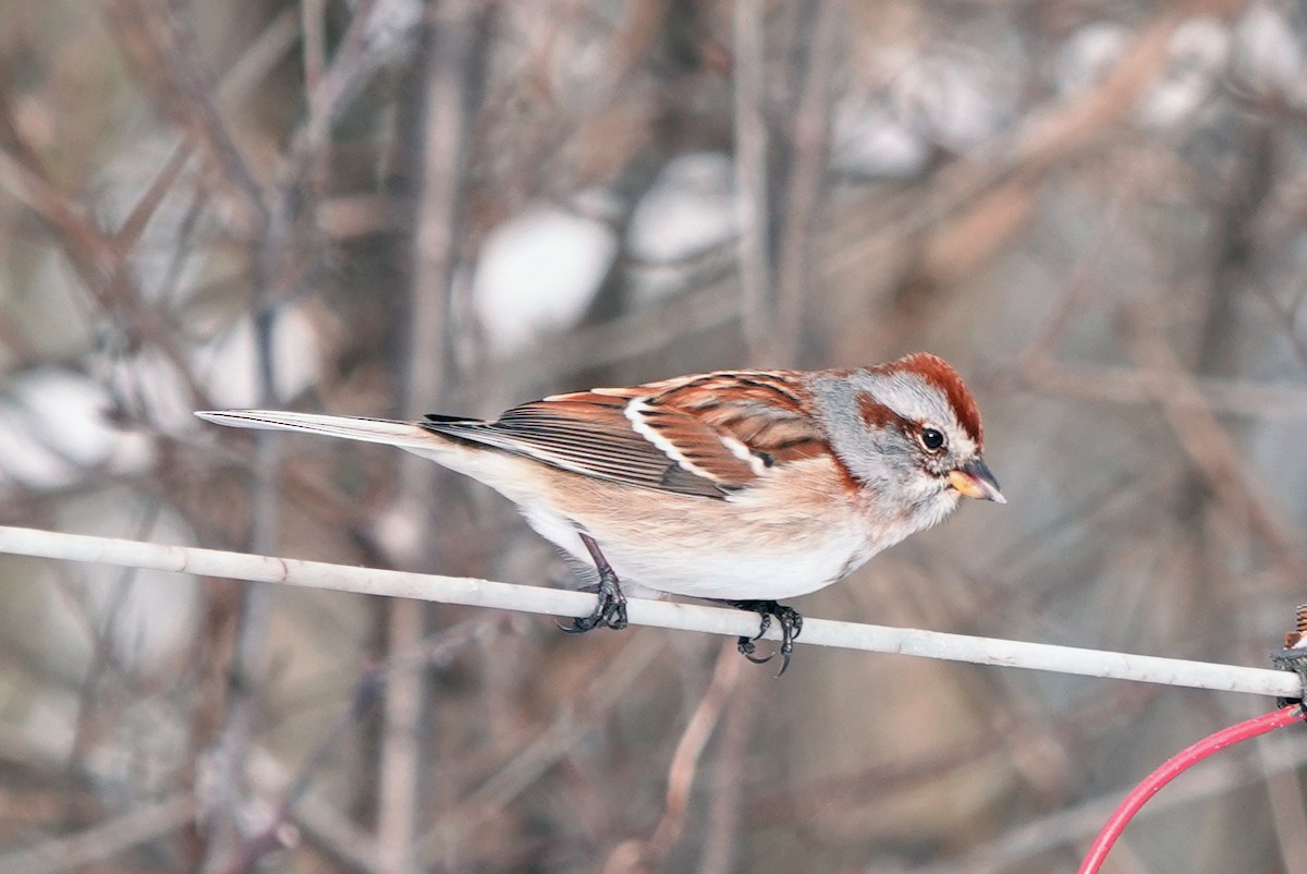 American Tree Sparrow - ML646533456