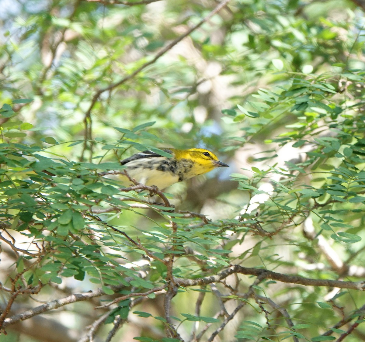 סבכון צהוב-ראש - ML646533461
