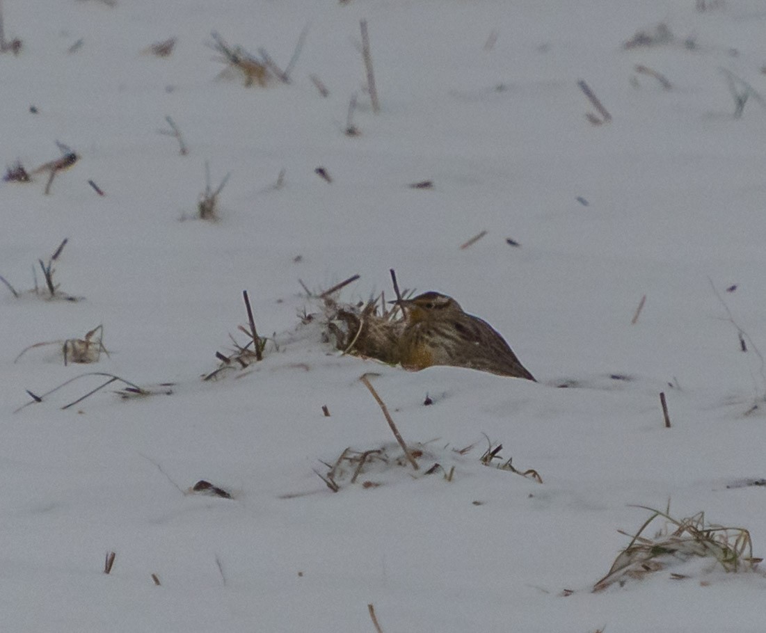 Western Meadowlark - ML646533462
