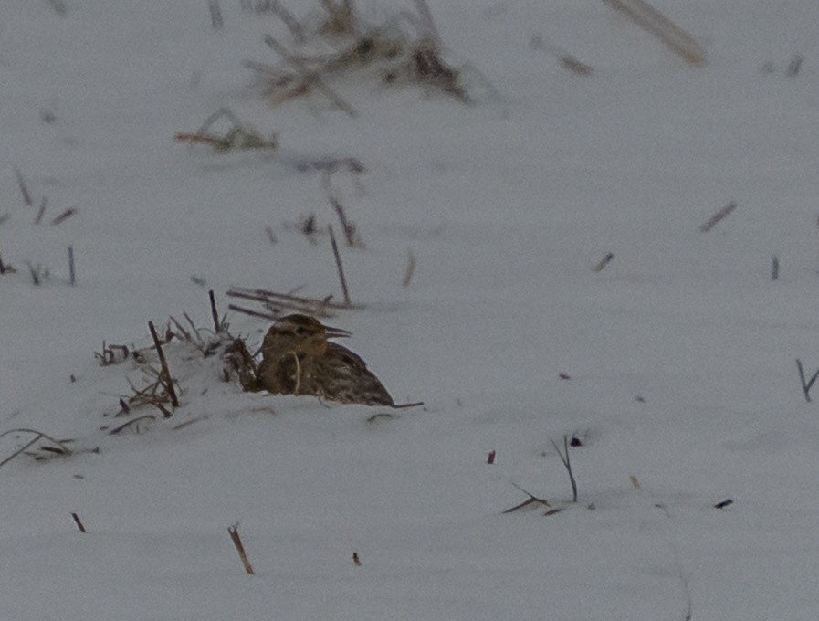 Western Meadowlark - ML646533463