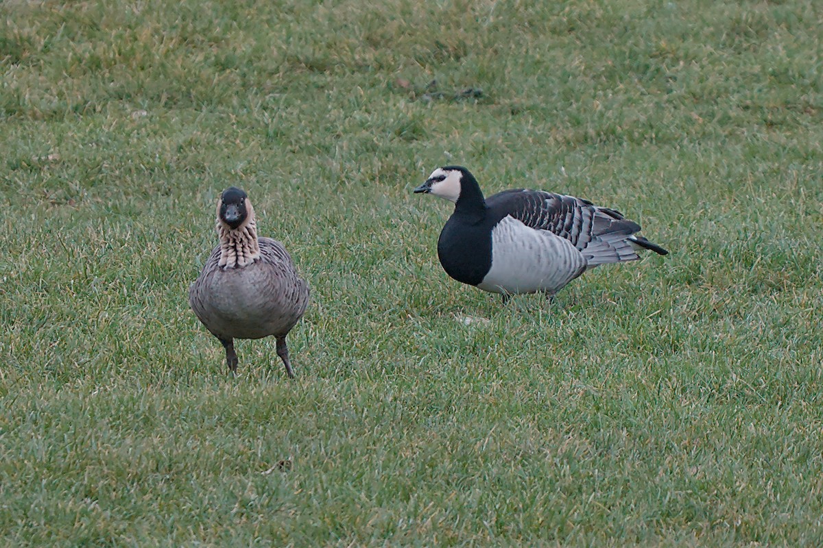 Hawaiian Goose - ML646533465