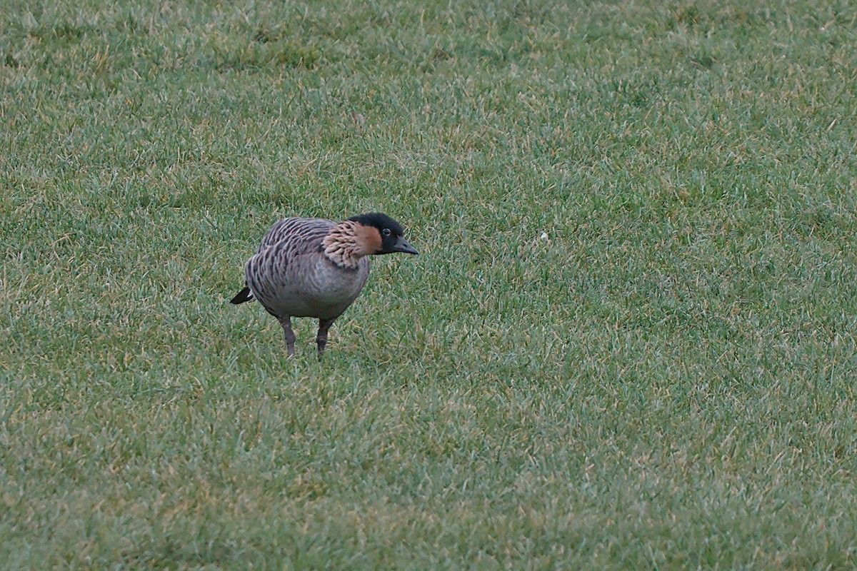 Hawaiian Goose - ML646533466