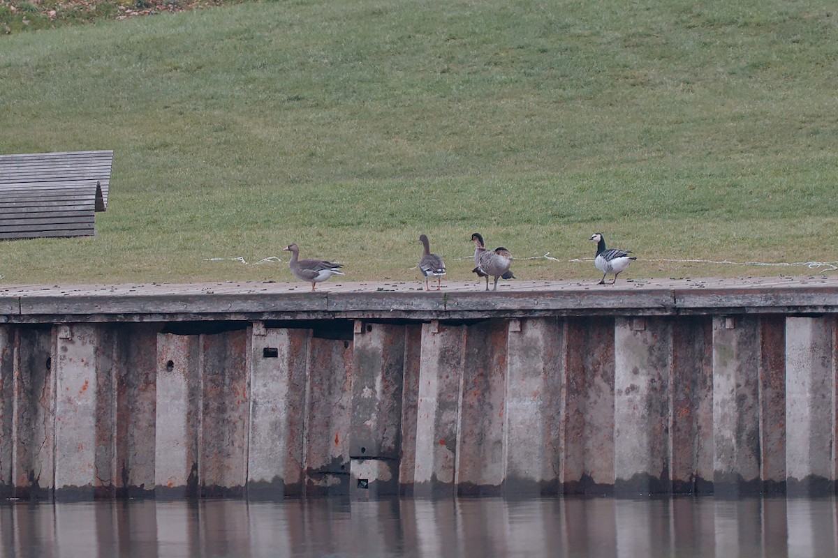 Hawaiian Goose - ML646533467