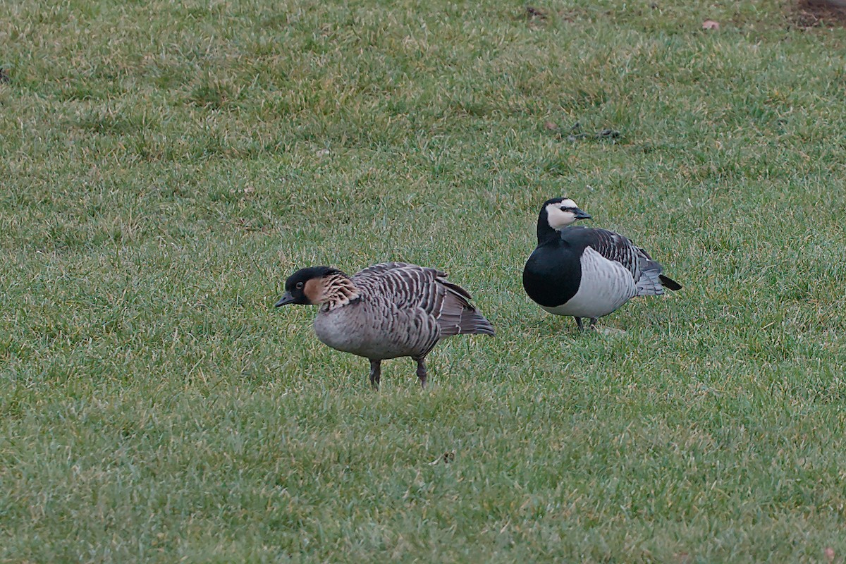 Hawaiian Goose - ML646533469