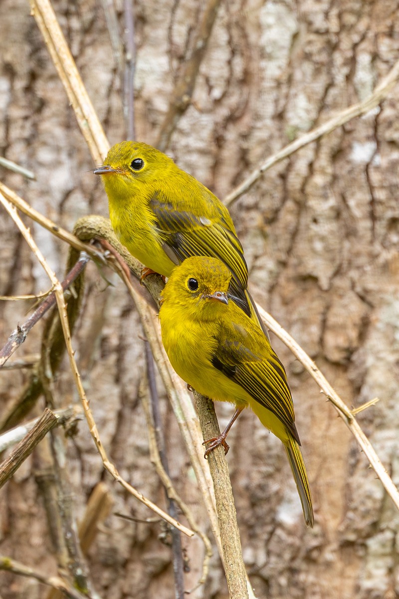 Gobemoustique canari - ML646533472