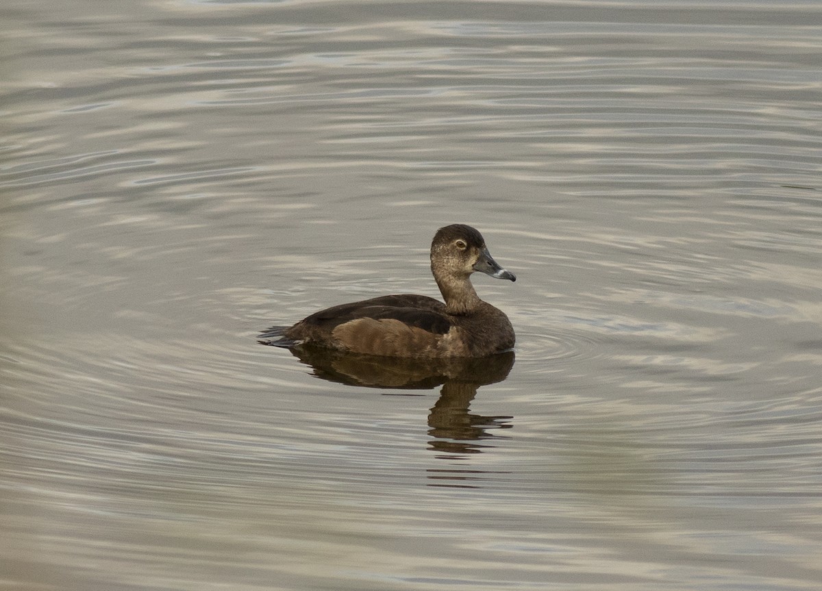 Ring-necked Duck - ML646533474