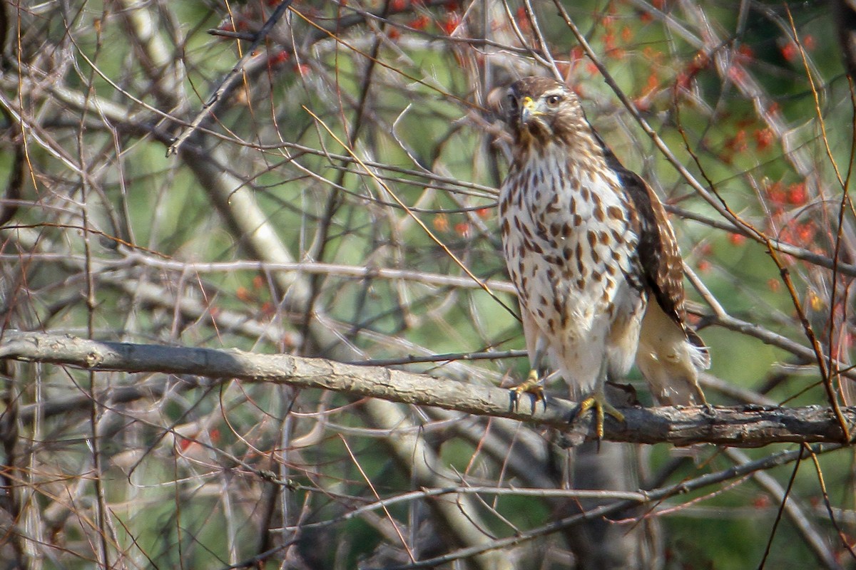 Red-shouldered Hawk - ML646533476