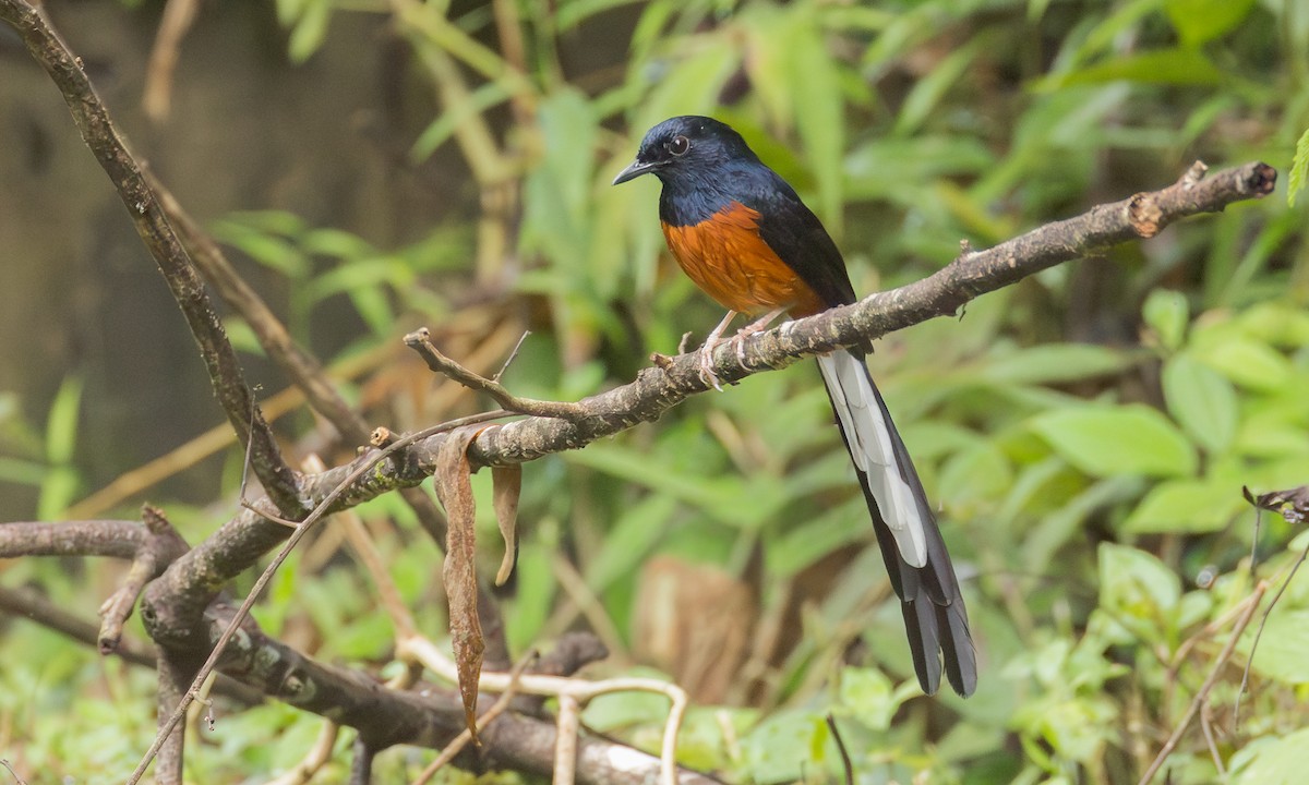 アカハラシキチョウ（malabaricus グループ） - ML646533477