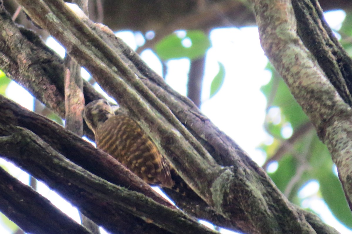 Жемчужнобрюхий дятел - ML646533479